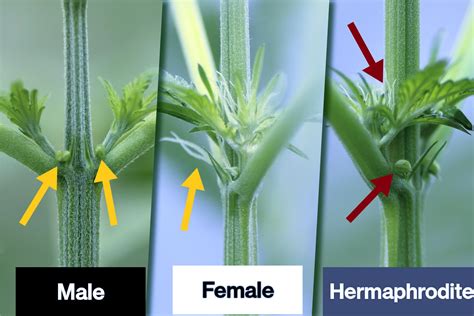 reddit hermaphrodite|r/intersex .